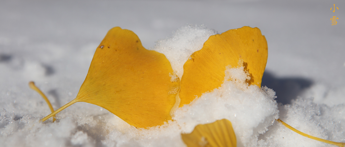 2021小雪5
