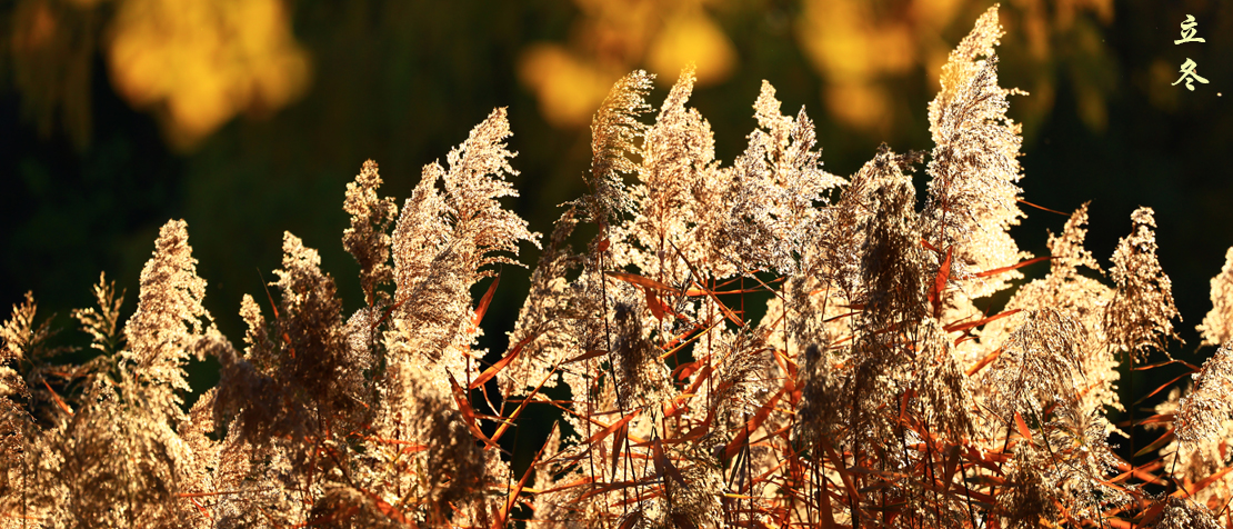 2025立冬3